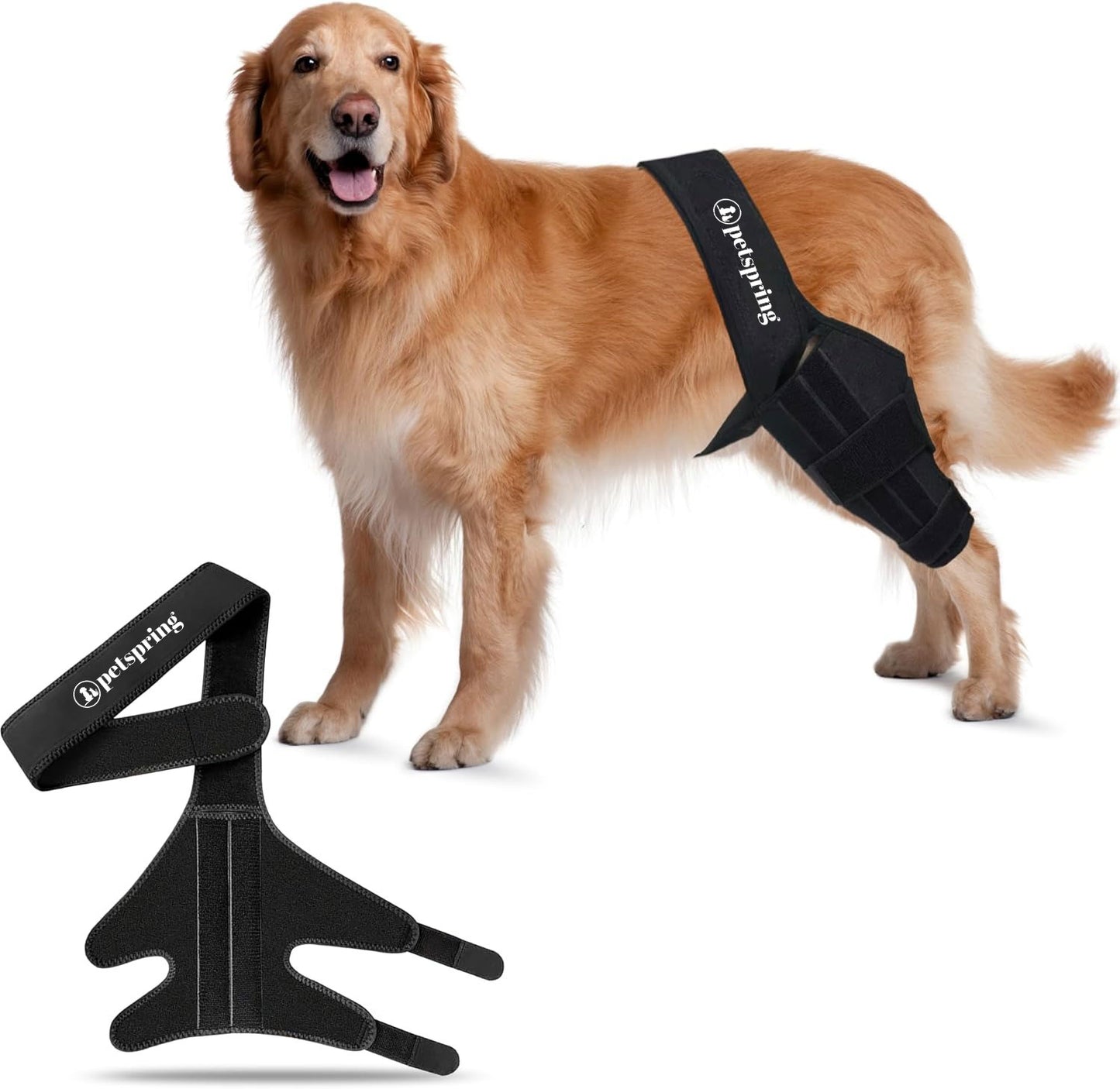 dog with knee brace